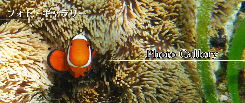 フォト・ギャラリー
